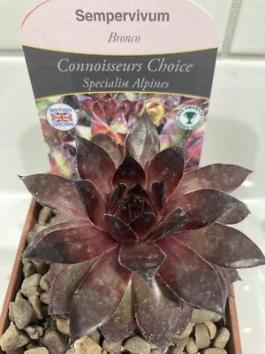 Sempervivum BRONCO Alpine Succulent Chicks Trough Plants Garden Houseleek • £5.97