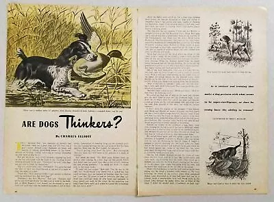 1950 Magazine Picture Hunting Dogs & Game Birds Illustrated By Fred F. McCaleb • $10.57