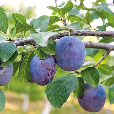 £14.99 • Buy T&M Mini Fruit Tree Patio Garden Plant Apples Pears Cherries Plums 9cm Potted
