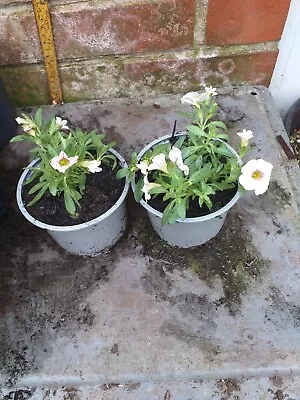 2 Calibrachoa Million Bells Plants In 10.5cm Pots Approx. White And Pink • £3.29