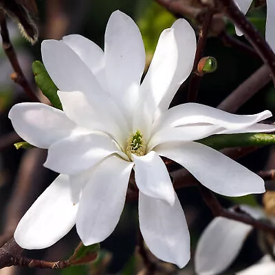 Magnolia Royal Star Tree Garden Plant Shrub Potted White Flowering 7.5L Pot • £79.99