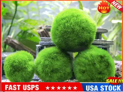 Marimo Moss 1-5 Balls Size 4cm Great For Tank Fish Or Vase • $5.49