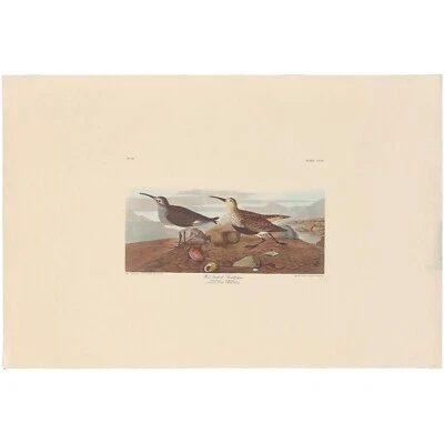 $100 • Buy Audubon Amsterdam Ed Dbl Elephant Folio Lithograph Pl 290 Red Backed Sandpiper