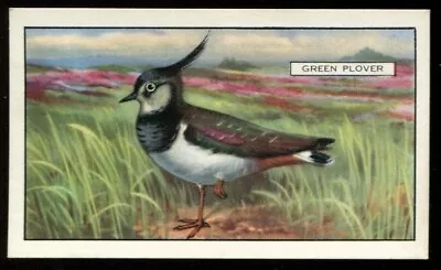 Tobacco Card Gallaher BRITISH BIRDS 1937 Green Plover #40 • £2