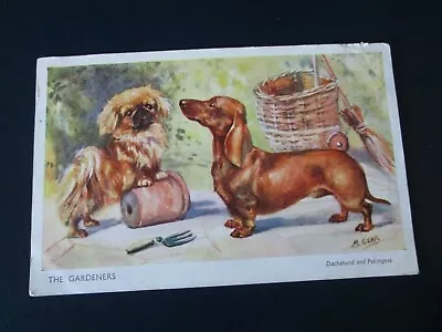 Postcard Of The Gardens Dachshund And Pekingese (M Gear) 1951 Posted J Salmon • £2.99