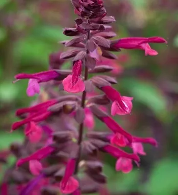 3x Salvia Pink Purple Flowering Love And Wishes Plug Plants Sage Perennial • £9.99