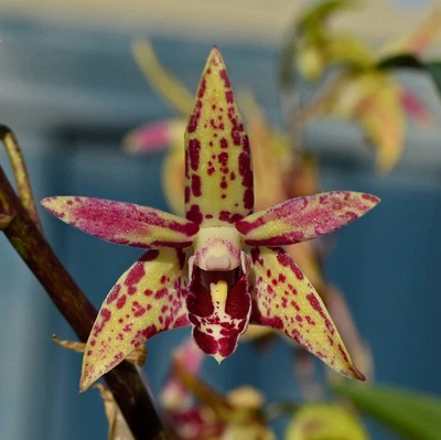 $7 • Buy Orchid -Dendrobium Newbold Warrior 'Alan Blee's Beauty' X Starsheen 'Botanic Fir