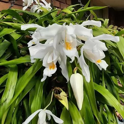 Coelogyne Cristata Orchid - Flowering Size - Medium Size Plant • $40