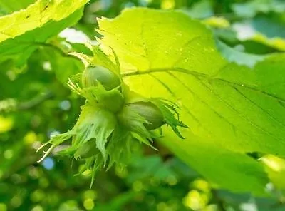 £24.99 • Buy Hazel 'Cosford Cob' Tree Corylus Cobnut, Multistemmed Hazelnut Plant