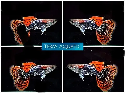 $32.95 • Buy 1 Pair - Live Aquarium Guppy Fish High Quality- Dumbo Dark Dragon -USA Seller A+