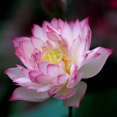 Pink Edge Lotus /Water Lily Flower/Bonsai Lotus/Ponds / Bow/5 Fresh Seeds • £3.95