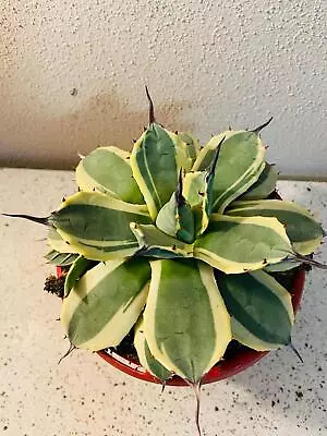 Agave Applanata Cream Spike • $65.45