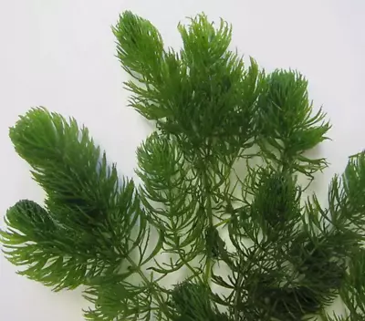 Hornwort (Ceratophyllum Dermersum) - Pond/Aquarium Oxygenating Plant • £3.50