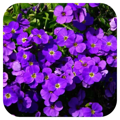 £14.99 • Buy Aubretia 'Katie Purple Shades' X 6 Large Plug Plants Perennial Trailing 
