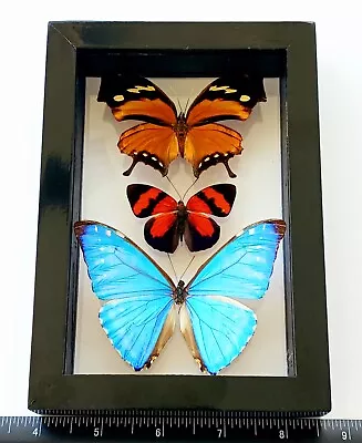 3 Real Butterflies Framed Special Collection Mounted Wood Double Glass 4.5 X6.5  • $79.99