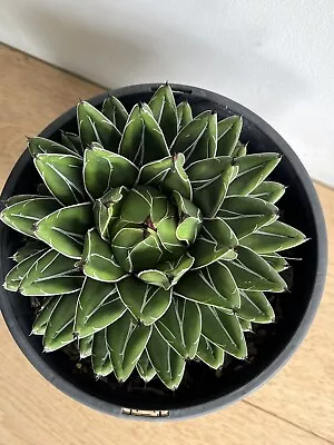 Agave Victoriae Reginae Lrg Advanced Plant 20cm Dia. Cacti/succulents. Free Post • $200