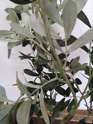 120cm Olive Tree In White Pot *SECONDS* (1168#3) • £28