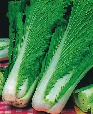 Vegetable - Chinese Cabbage - Wong Bok - 200 Seeds - Economy Pack • £1.95