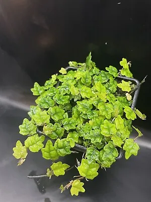 Oak Leaf Ficus (Quercifolia Ficus Pumila) Rare Terrarium Plant • £14.50