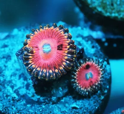 Kamikaze Paly Zoanthids Paly Zoa SPS LPS Corals WYSIWYG • $4.99