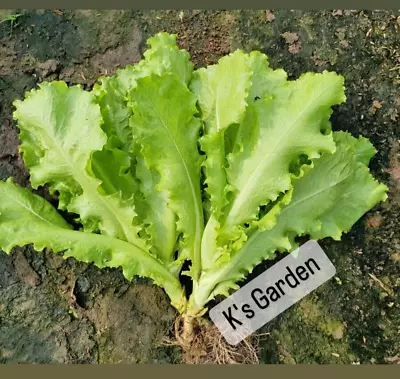 1000+pcs  Vietnamese Green Lettuce Seeds XÀ LÁch XoĂn GiÒn |98% Germination| • $4.98