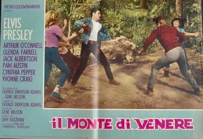 KISSIN' COUSINS ELVIS PRESLEY Italian Fotobusta Movie Poster 4 1964 • $125