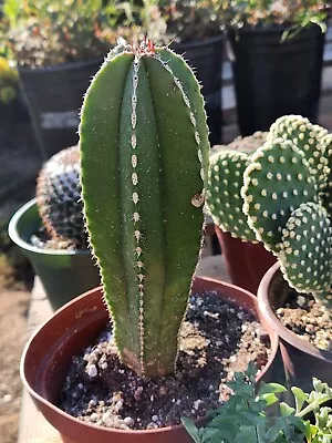 Mexican Fence Post Cactus 'Pachycereus Marginatus' Cactus Cacti Succulent Real L • $21