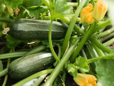 Zucchini Seeds “Black Beauty” (10 Seeds) Popular Garden Vegetable…. • $3.20