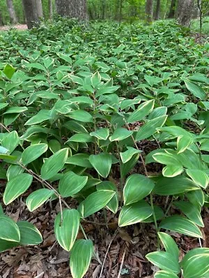 Solomon's Seal Live Bare Root Starter Plants 5 Tubers Variegated Perennial • $20