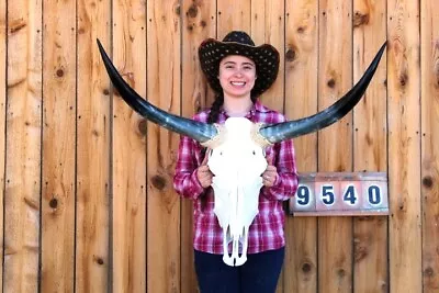 Steer Skull Polished Long Horns Mounted Art!! 3' 2  Cow Bull Longhorn H9540 • $194.95