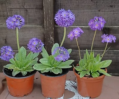  1 X Primula Denticulata 'Lilac' Perennial Plant • £2.50