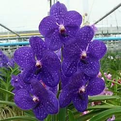 $12 • Buy ORCHID - Vanda Pachara Delight FCC/JOGA - COOL TO WARM GROWER