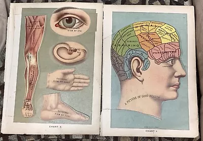 Lot 2 1901 Anatomical Medical Chart 1 & 3 HUMAN HEAD BRAIN E J Stanley • $79.99