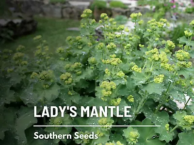 Lady's Mantle - Irish Silk - 50 Seeds - Medicinal Herb Seeds - Non-GMO • $1.95