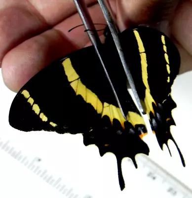 Papilio Abderus Abderus  From Veracruz State A1 Beautiful Male • $1