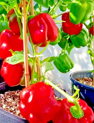 200 California Wonder Bell Pepper Mix Seeds Garden Vegetable Heirloom Non-gmo Us • $2.99