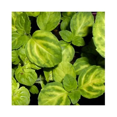 6 Mint Ginger Herb Plug Plants *Perennial Herb Plant* Grow Your Own Herb Garden • £12.99