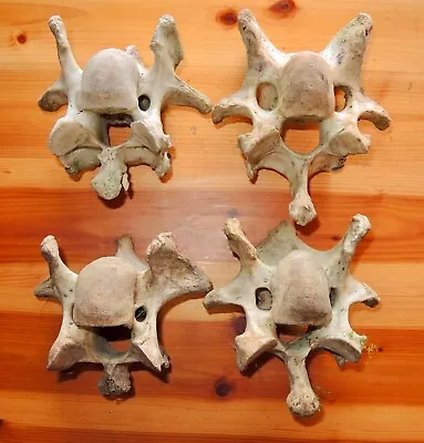 Lot Of 4 Domestic Cow Cattle Vertebrae Bones • $14