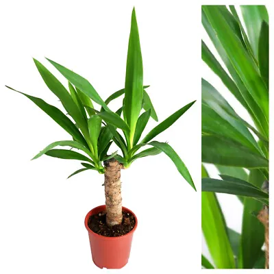 Yucca Elephantipes Spinless - Evergreen Indoor Houseplant In 12cm Pot • £12.49