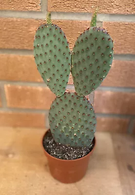 £13.95 • Buy Opuntia Microdasys Bunnys Ears Cactus Home/office/indoor (x1 Large Specimen)