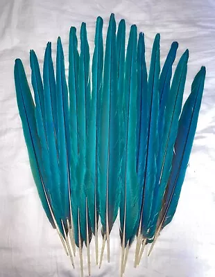 BLUE & GOLD  MACAW  15 TAIL FEATHER FAN SET Up To 22  • $110.50