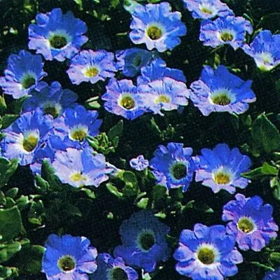 NOLANA 'BLUE BIRD' SUCCULENT GROUND COVER SPREADING  TRAILING PLANT 30/60 Seeds • £2.45