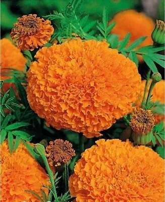 Giant Crackerjack Hawaii Marigold 75 FRESH 2023 Seeds • $4.50