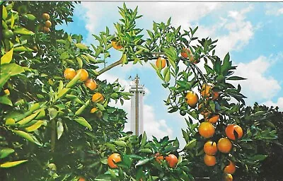 Vintage Florida Chrome Postcard Citrus Tower Clermont Oranges Grove • $0.99