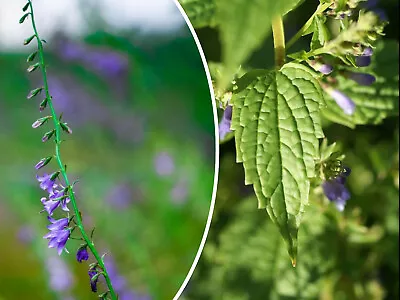 100+ MEDICINAL SKULLCAP HERB SEEDS (Scutellaria Lateriflora) Mad Dog USA Seller • $3.75