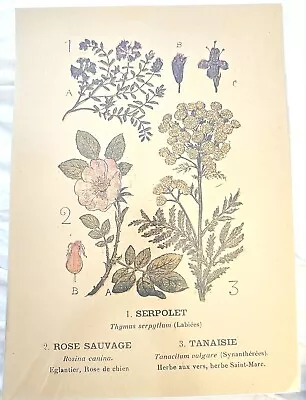 Vintage Style French Flora Flower Print Poster • $12.99