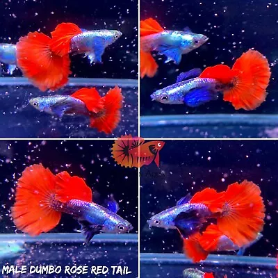 2Males - Fancy Dumbo Rose Red Tail Live Aquatic Guppy Fish Quality Top Grade VIP • $28.70