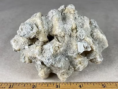 Calcite Crystals Replacing Fossil Coral Rose - Ancient Florida Coral Reef • $24