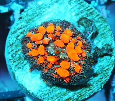 Sunkist Bounce Mushroom Zoanthids Paly Zoa SPS LPS Corals WYSIWYG • $5.50