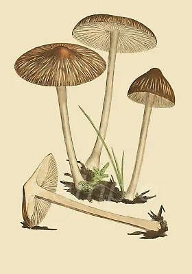 Mb04 Mushrooms Botanical A3 Poster Print • £6.99